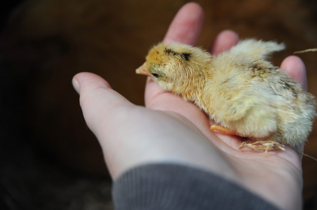 one day old chick