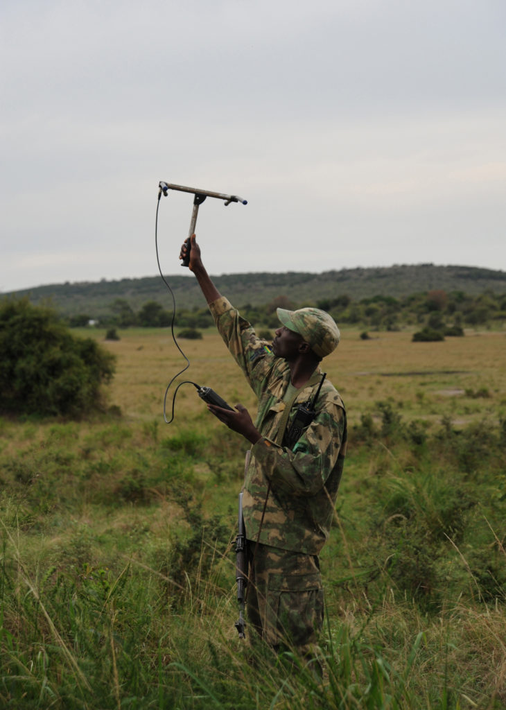 akagera national park warden holding a radio device in the air to try and pick up signal of tracking device on lions